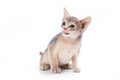 Abyssinian kitten