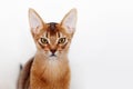 Abyssinian kitten dissatisfied with something. Close-up portrait. Royalty Free Stock Photo