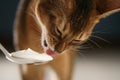 Abyssinian kitten eat yogurt from golden spoon