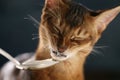 Abyssinian kitten eat yogurt from silver spoon