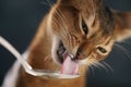 Abyssinian kitten eat yogurt from silver spoon