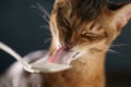 Abyssinian kitten eat yogurt from silver spoon