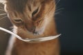 Abyssinian kitten eat yogurt from silver spoon