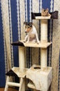 Abyssinian kitten and Jack Russell terrier on cat Climbing frame