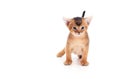 Abyssinian kitten looks Royalty Free Stock Photo