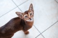 Abyssinian  kitten  Looks up, wants to play or eat, space for text Royalty Free Stock Photo