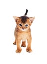 Abyssinian kitten looks Royalty Free Stock Photo