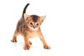 Abyssinian kitten looks Royalty Free Stock Photo