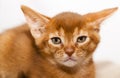 Abyssinian kitten Royalty Free Stock Photo