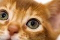 Abyssinian kitten Royalty Free Stock Photo