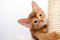Abyssinian kitten Royalty Free Stock Photo