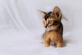 Abyssinian kitten portrait with a feather on his head indoors