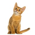 Abyssinian kitten sitting, looking up, alert, 3 months old Royalty Free Stock Photo