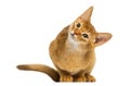 Abyssinian kitten sitting, looking up with curiosity Royalty Free Stock Photo