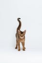 Kitten stands with its tail up and looks at the camera. Abyssinian cat isolated on white. Portrait of a purebred cat Royalty Free Stock Photo