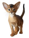 The Abyssinian kitten. Watercolor