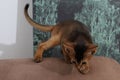 Abyssinian kitten, white wall background. Young beautiful purebred red short haired kitty. Small cute pets at cozy home