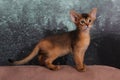 Abyssinian kitten, white wall background. Young beautiful purebred red short haired kitty. Small cute pets at cozy home