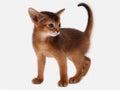 Abyssinian kitten, white wall background. Young beautiful purebred red short haired kitty. Small cute pets at cozy home