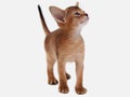 Abyssinian kitten, white wall background. Young beautiful purebred red short haired kitty. Small cute pets at cozy home