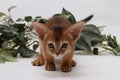 Abyssinian kitten, white wall background. Young beautiful purebred red short haired kitty. Small cute pets at cozy home