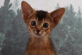 Abyssinian kitten, white wall background. Young beautiful purebred red short haired kitty. Small cute pets at cozy home