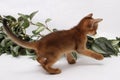 Abyssinian kitten, white wall background. Young beautiful purebred red short haired kitty. Small cute pets at cozy home