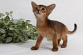 Abyssinian kitten, white wall background. Young beautiful purebred red short haired kitty. Small cute pets at cozy home