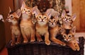 Abyssinian kittens Royalty Free Stock Photo