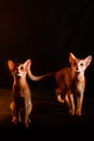 Abyssinian kittens on a black background, in full growth