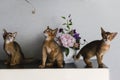 Abyssinian kittens play, cute and funny