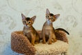 Abyssinian kittens play funny