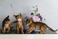 Abyssinian kittens play and have fun