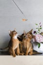 Abyssinian kittens play and have fun