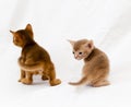 Abyssinian kittens