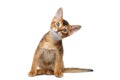 Abyssinian Kitty interest Looking up on Isolated White Background