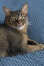 Abyssinian lazy cat close-up. Portrait of a pet on a blue blanket on the bed of the house. Funny and cute cat with Royalty Free Stock Photo