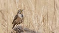 Abyssinian longclaw - Macronyx flavicollis