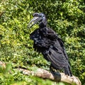 Abyssinian northern Ground Hornbill, Bucorvus abyssinicus strange bird Royalty Free Stock Photo