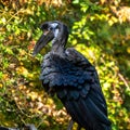 Abyssinian northern Ground Hornbill, Bucorvus abyssinicus strange bird Royalty Free Stock Photo