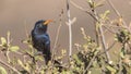 Abyssinian Scimitarbill Perches on Shrubs