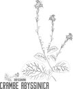 Crambe abyssinica plant contour vector illustration