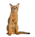 Abyssinian, sitting (2 years old), isolated