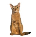 Abyssinian, sitting (2 years old), isolated