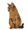 Abyssinian, sitting (2 years old), isolated