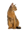 Abyssinian, sitting (2 years old), isolated