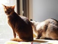 Abyssinian and Thai cats bask in the window with sunbeams