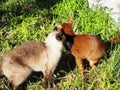 Abyssinian and Thai cats walk on a sunny day among the green grass