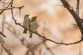 Abyssinian White-eye couple