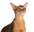 Abyssinian young cat isolated on white background Royalty Free Stock Photo